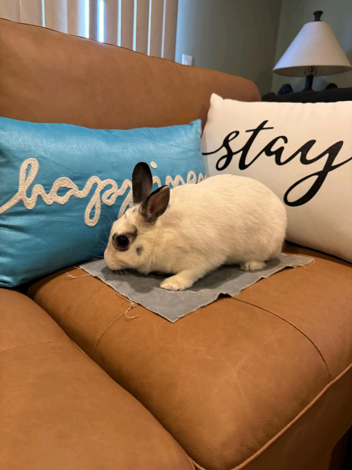 Enlarge Bingo, a ADOPTABLE Hotot in New York, NY image 4/6