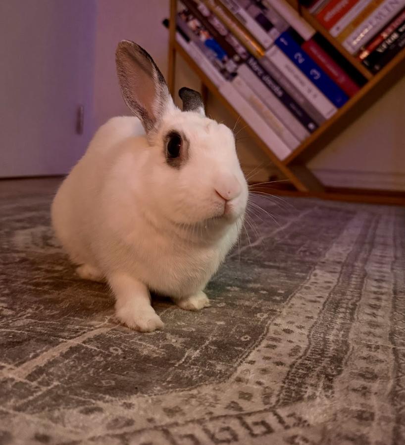 Enlarge Bingo, a ADOPTABLE Hotot in New York, NY image 1/4