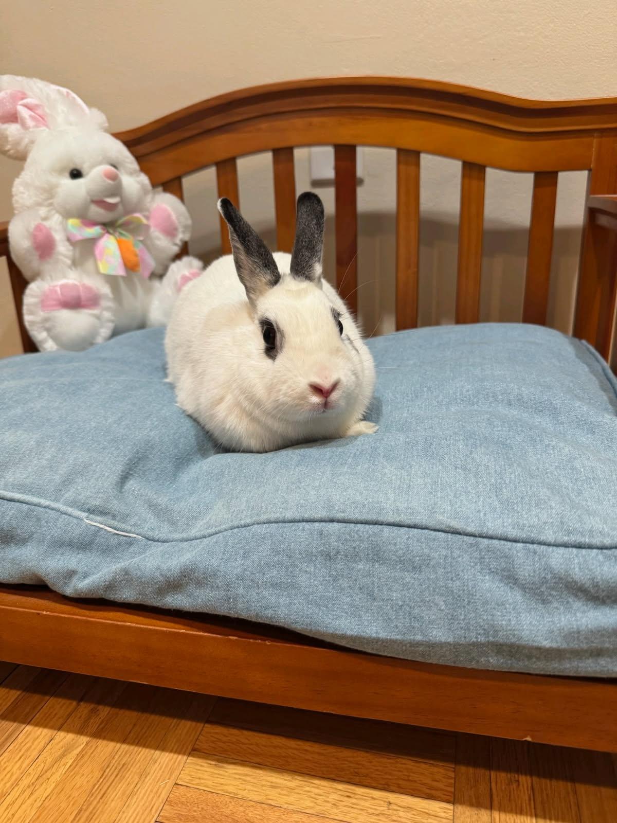 Enlarge Bingo, a ADOPTABLE Hotot in New York, NY image 6/6