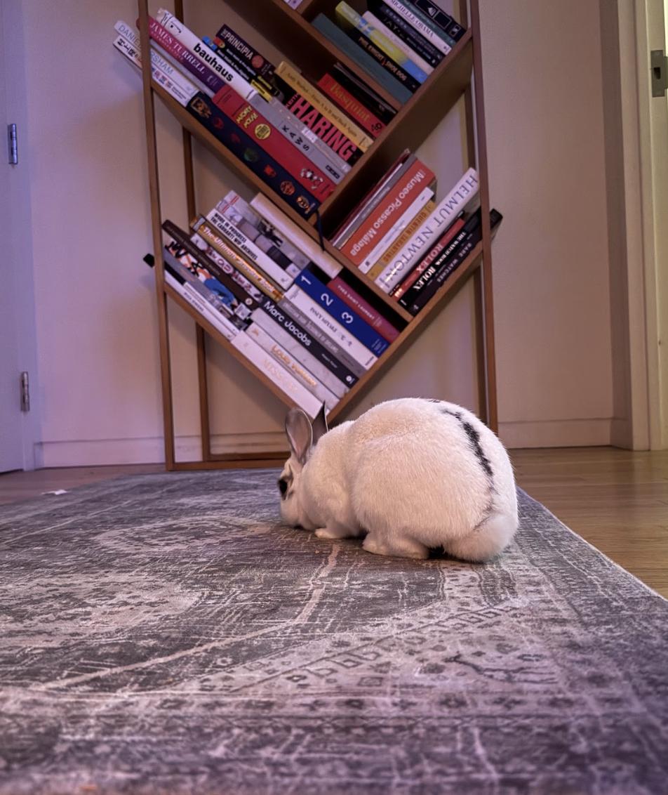 Enlarge Bingo, a ADOPTABLE Hotot in New York, NY image 3/4