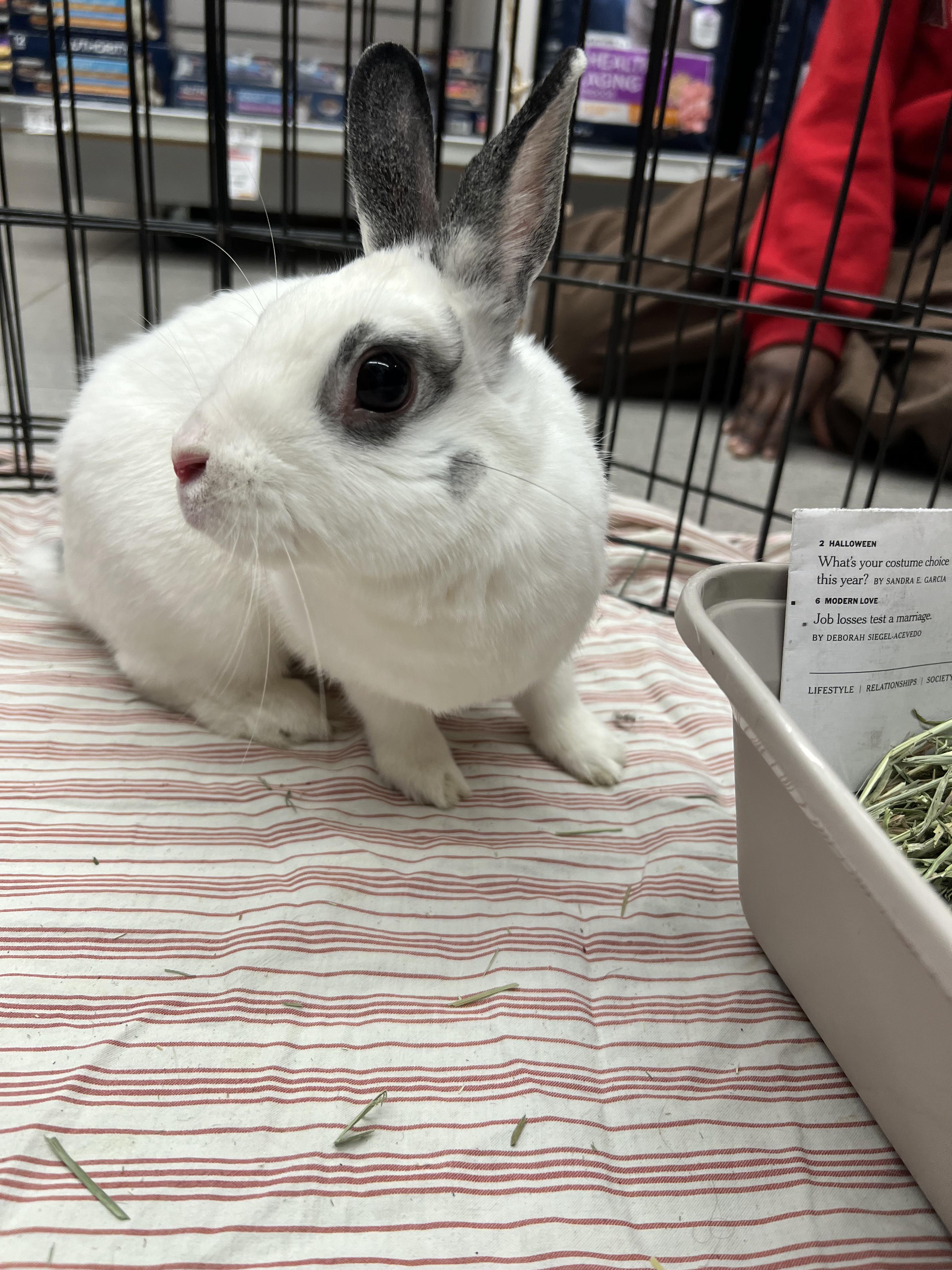 Bingo, ADOPTABLE, Young Female Hotot.
