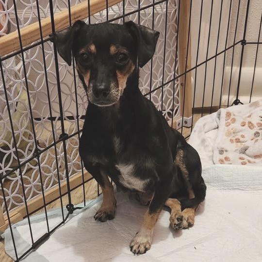 Snickerdoodle, Adoptable, Adult Female Miniature Dachshund & Rat Terrier.
