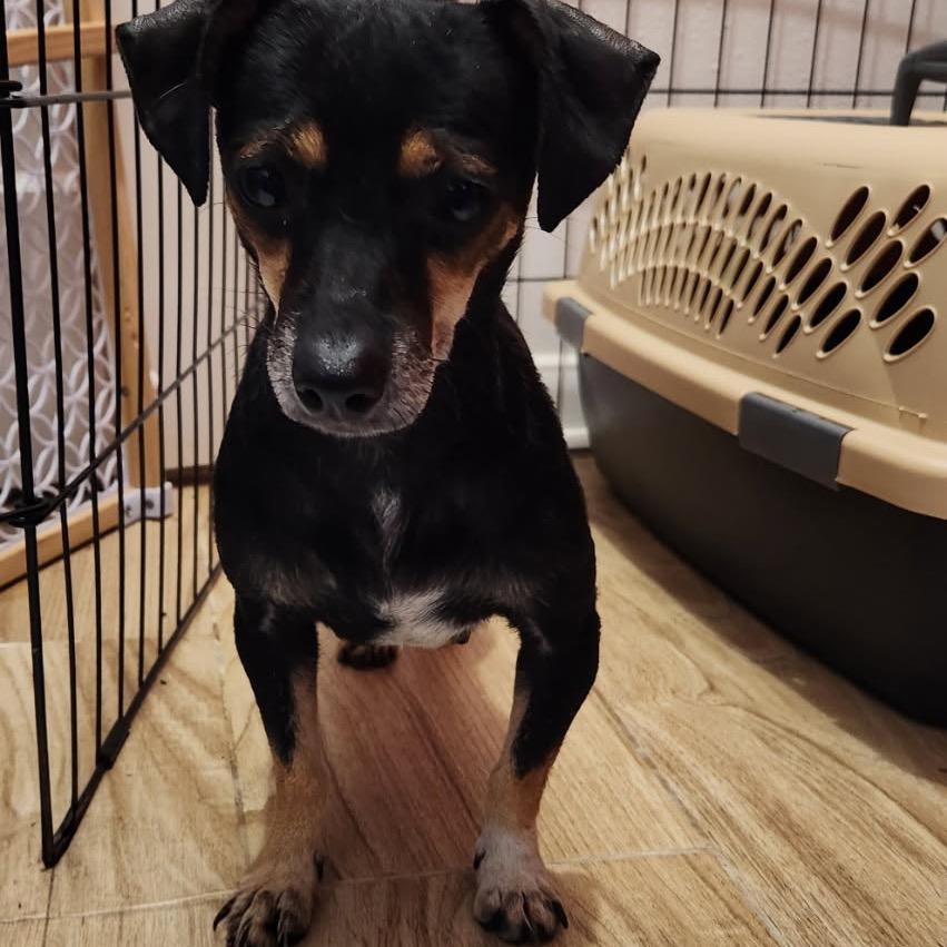 Enlarge Snickerdoodle, a Adoptable mixed breed in New Orleans, LA image 3/5