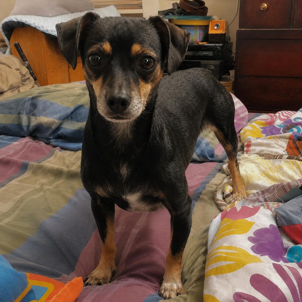 Enlarge Snickerdoodle, a Adoptable mixed breed in New Orleans, LA image 2/5