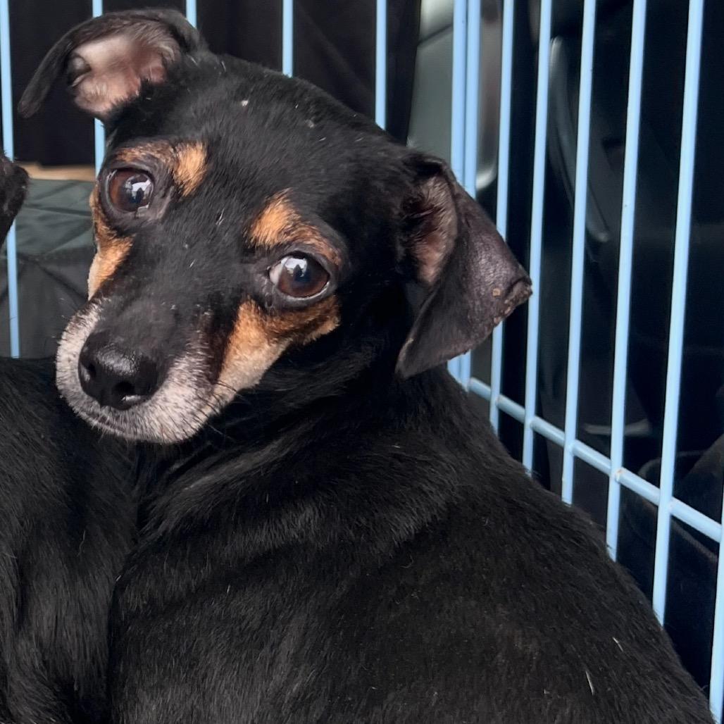 Enlarge Snickerdoodle, a Adoptable mixed breed in New Orleans, LA image 4/5