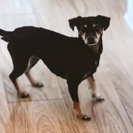 Enlarge Snickerdoodle, a Adoptable mixed breed in New Orleans, LA image 5/5