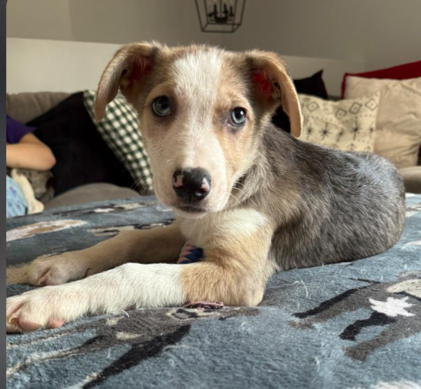 Enlarge Kris (Fostered in NE), a ADOPTABLE mixed breed in Warwick, RI image 2/6