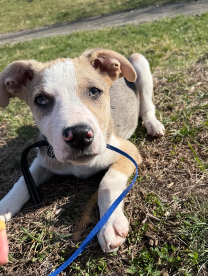 Enlarge Kris (Fostered in New England), a ADOPTABLE mixed breed in Warwick, RI image 1/6