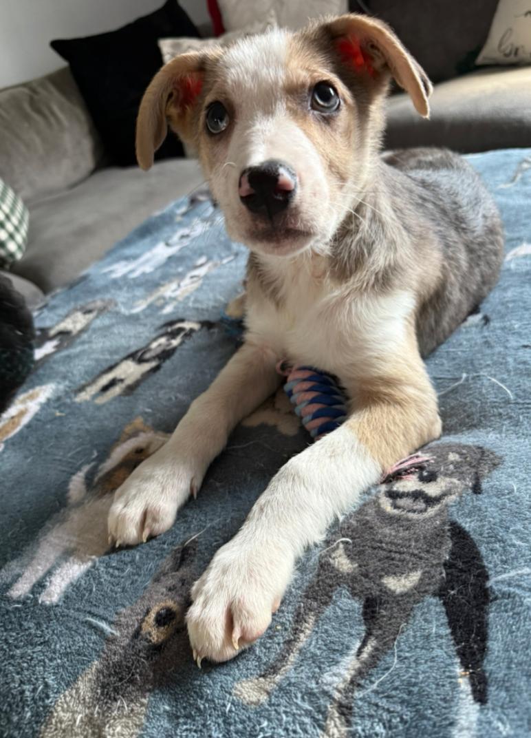 Enlarge Kris (Fostered in NE), a ADOPTABLE mixed breed in Warwick, RI image 1/6