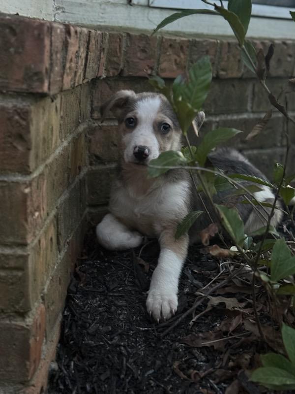 Kris (Lisa-Fostered in TN), ADOPTABLE, Puppy Male Australian Shepherd.