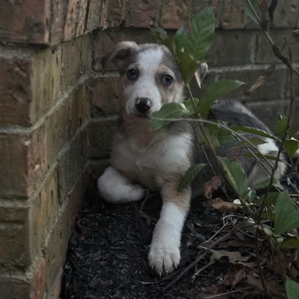 Enlarge Kris (Fostered in NE), a ADOPTABLE mixed breed in Warwick, RI image 3/6