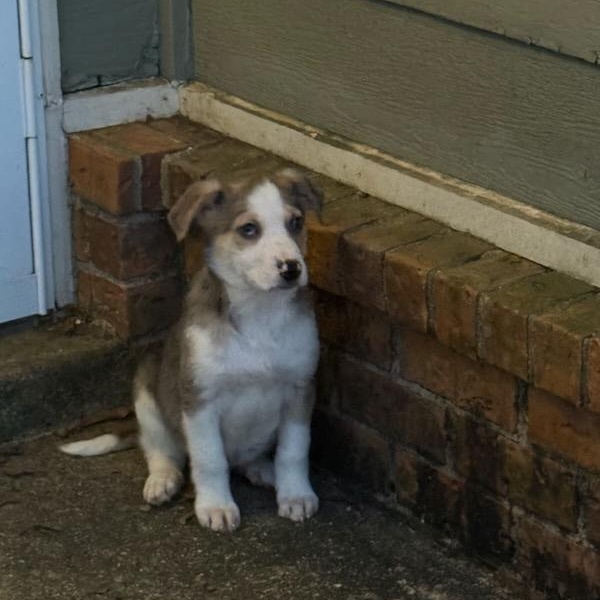 Enlarge Kris (Fostered in NE), a ADOPTABLE mixed breed in Warwick, RI image 5/6