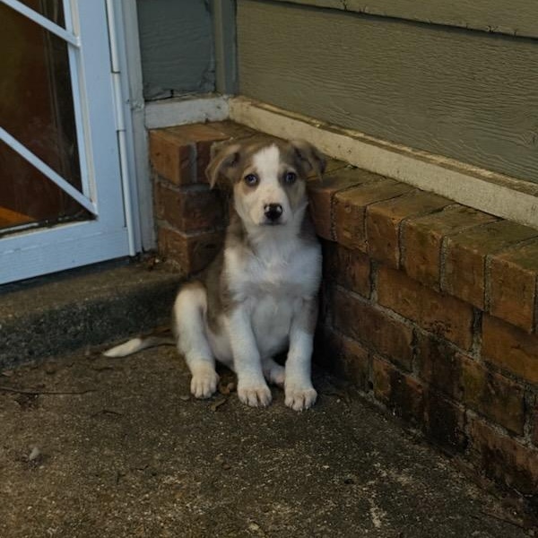 Enlarge Kris (Fostered in NE), a ADOPTABLE mixed breed in Warwick, RI image 6/6