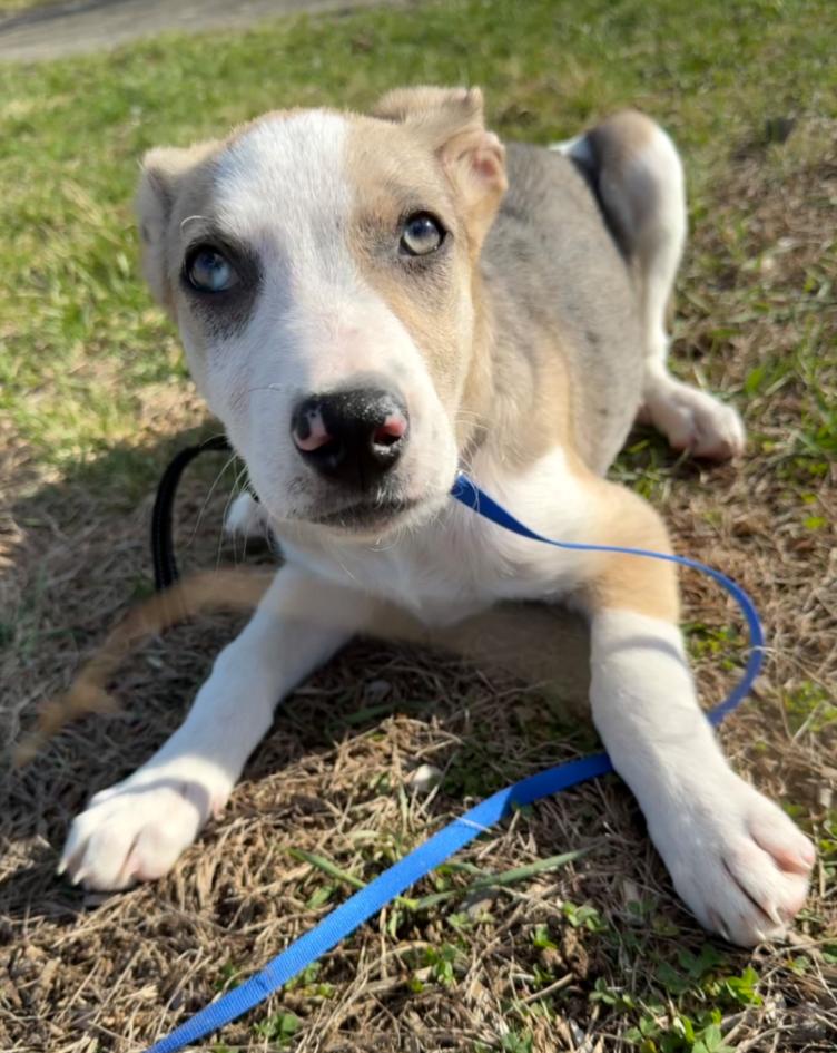 Enlarge Kris (Fostered in New England), a ADOPTABLE mixed breed in Warwick, RI image 4/6