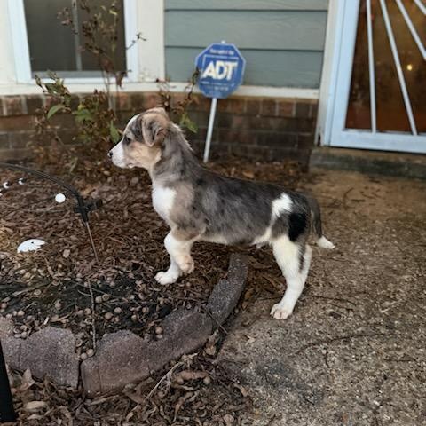 Enlarge Kris (Fostered in NE), a ADOPTABLE mixed breed in Warwick, RI image 4/6