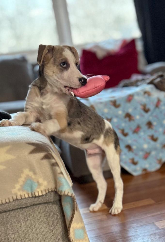 Enlarge Kris (Fostered in New England), a ADOPTABLE mixed breed in Warwick, RI image 2/6