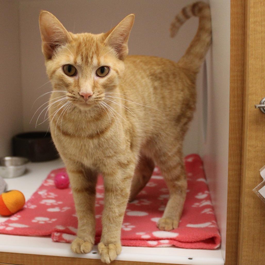 Bright & Sunny Day, Adopted, Young Female Domestic Short Hair.