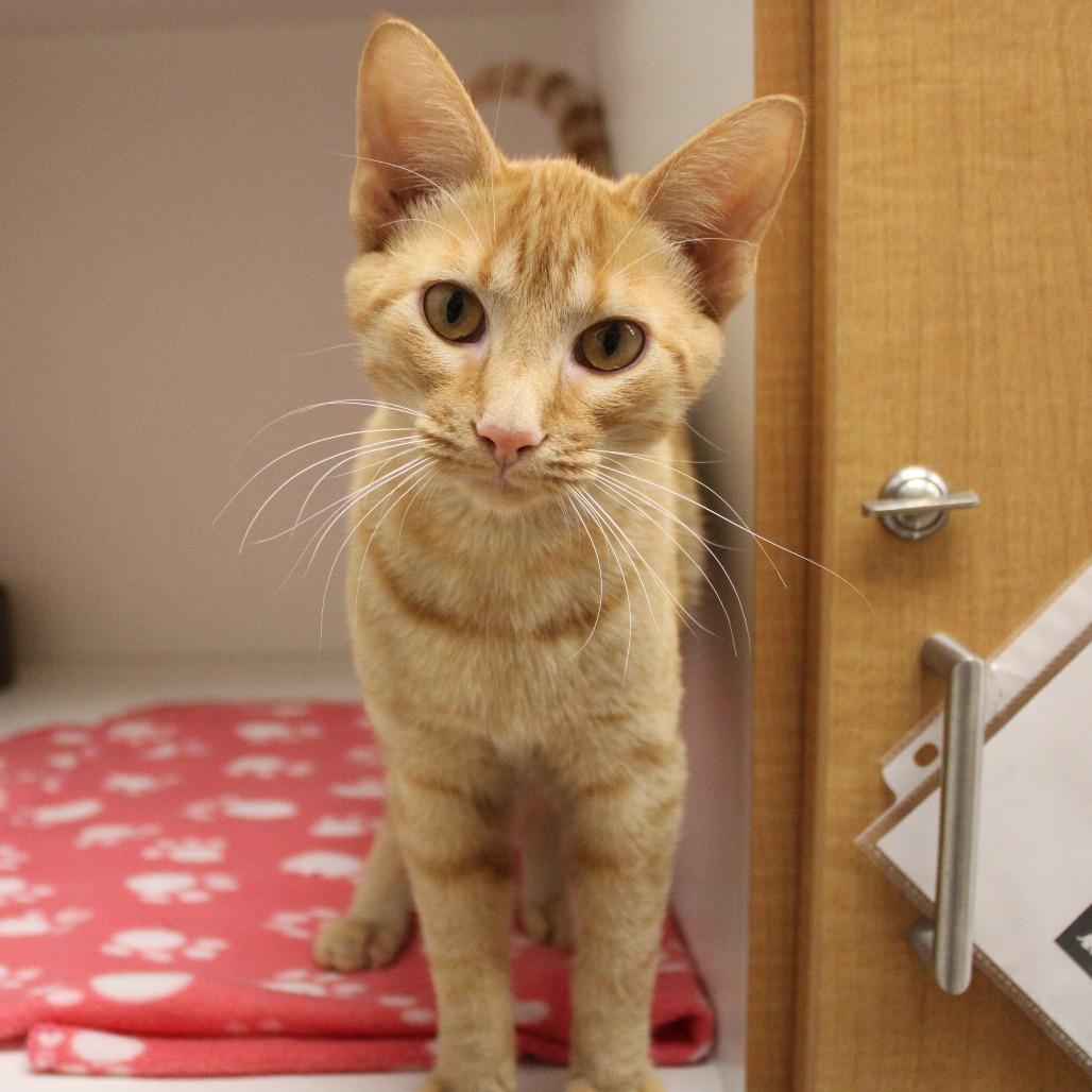 Enlarge Bright & Sunny Day, a Adopted Domestic Short Hair in Champaign, IL image 2/5