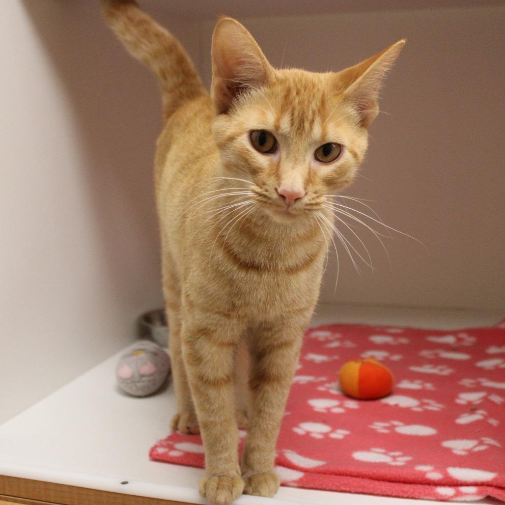Enlarge Bright & Sunny Day, a Adopted Domestic Short Hair in Champaign, IL image 3/5