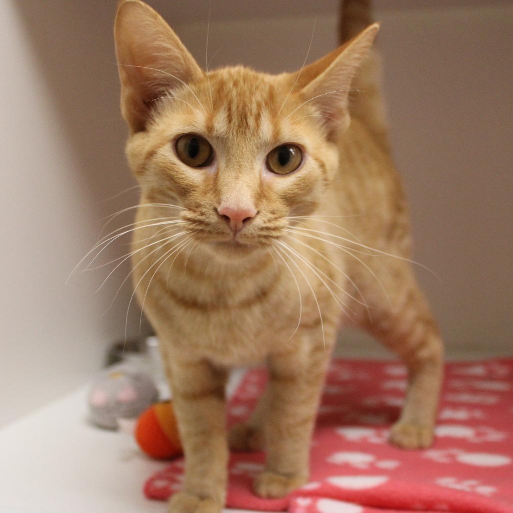 Enlarge Bright & Sunny Day, a Adopted Domestic Short Hair in Champaign, IL image 4/5