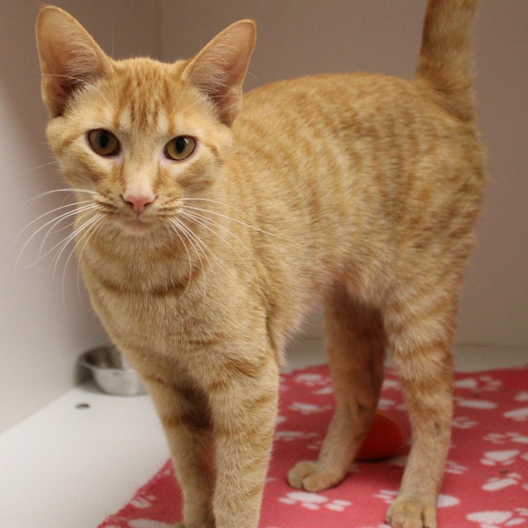 Enlarge Bright & Sunny Day, a Adopted Domestic Short Hair in Champaign, IL image 5/5