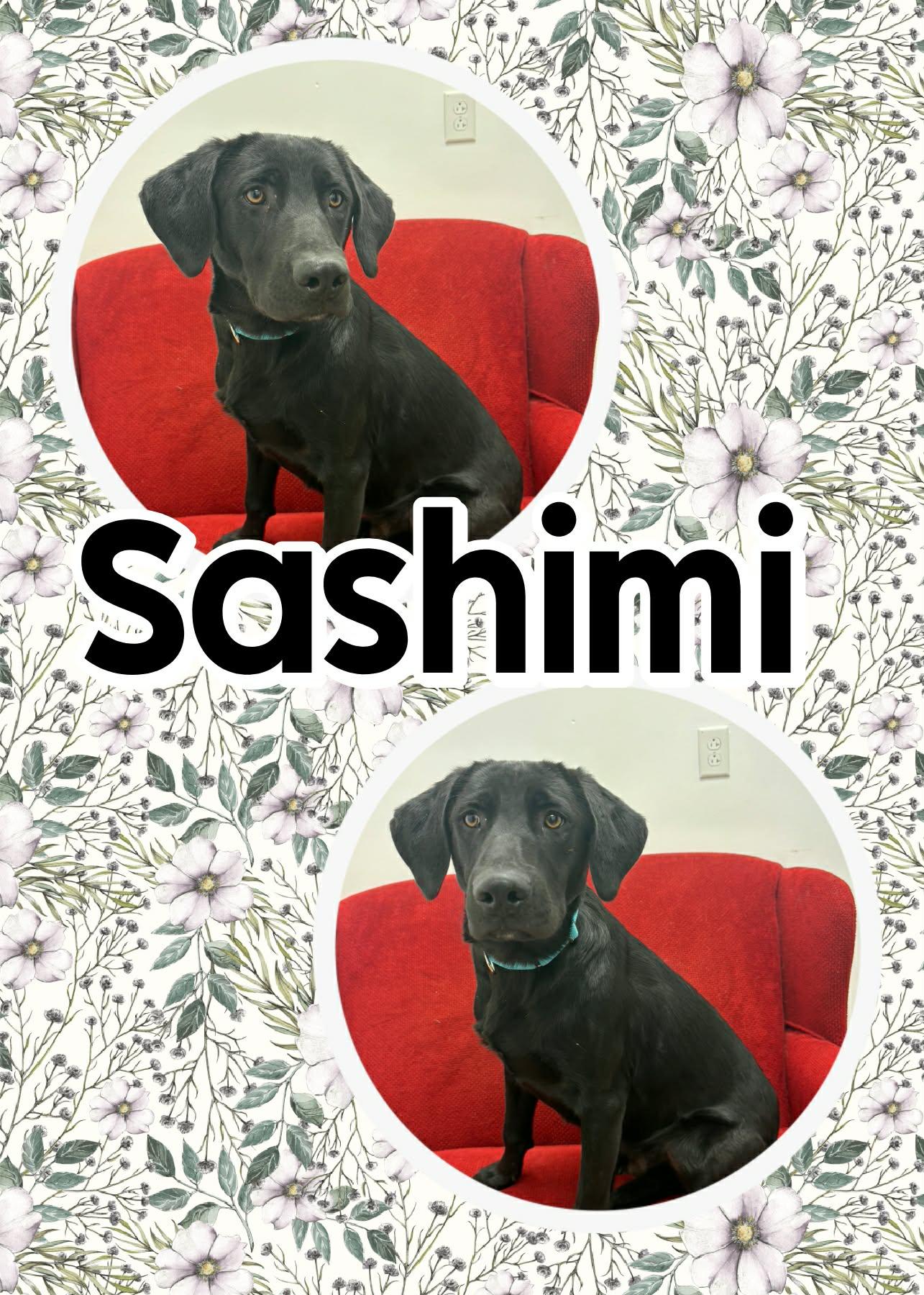 Enlarge Sashimi, a ADOPTABLE mixed breed in Ringwood, NJ image 1/1
