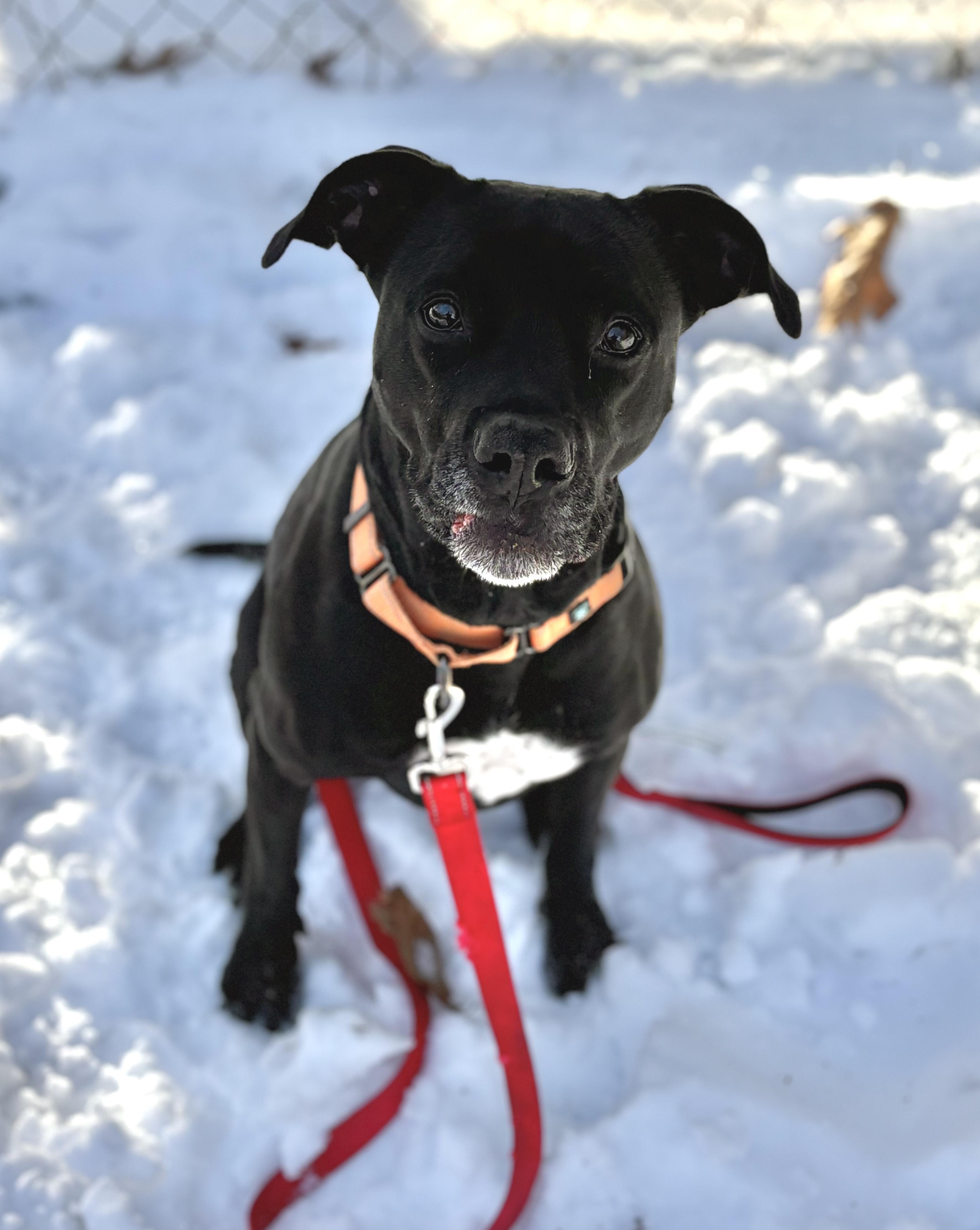 Enlarge Harley w/ Quinn, a ADOPTABLE mixed breed in Athol, MA image 1/2
