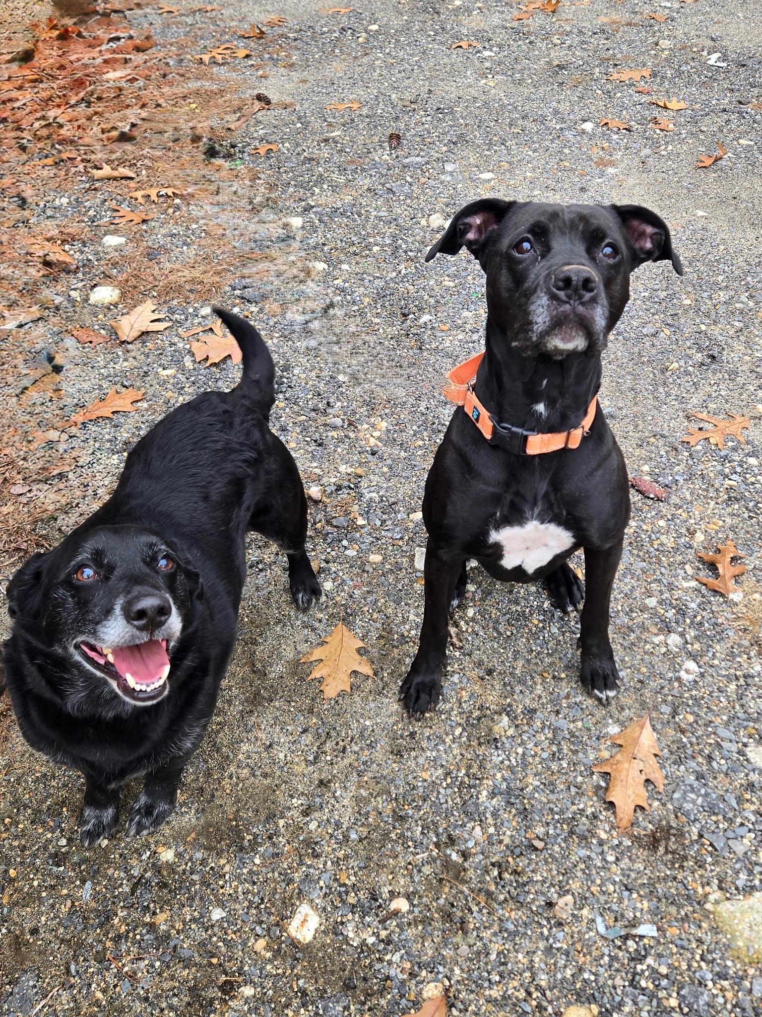 Enlarge Harley w/ Quinn, a ADOPTABLE mixed breed in Athol, MA image 2/2