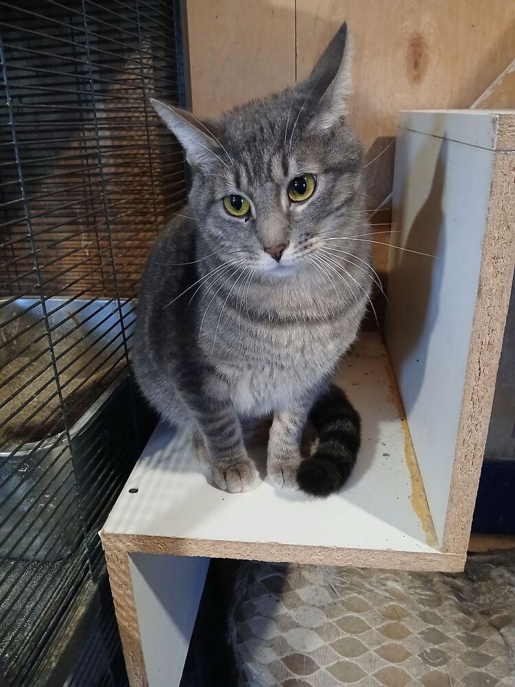 Enlarge Cilantro, a Adoptable Domestic Short Hair in Thatcher, AZ image 1/2