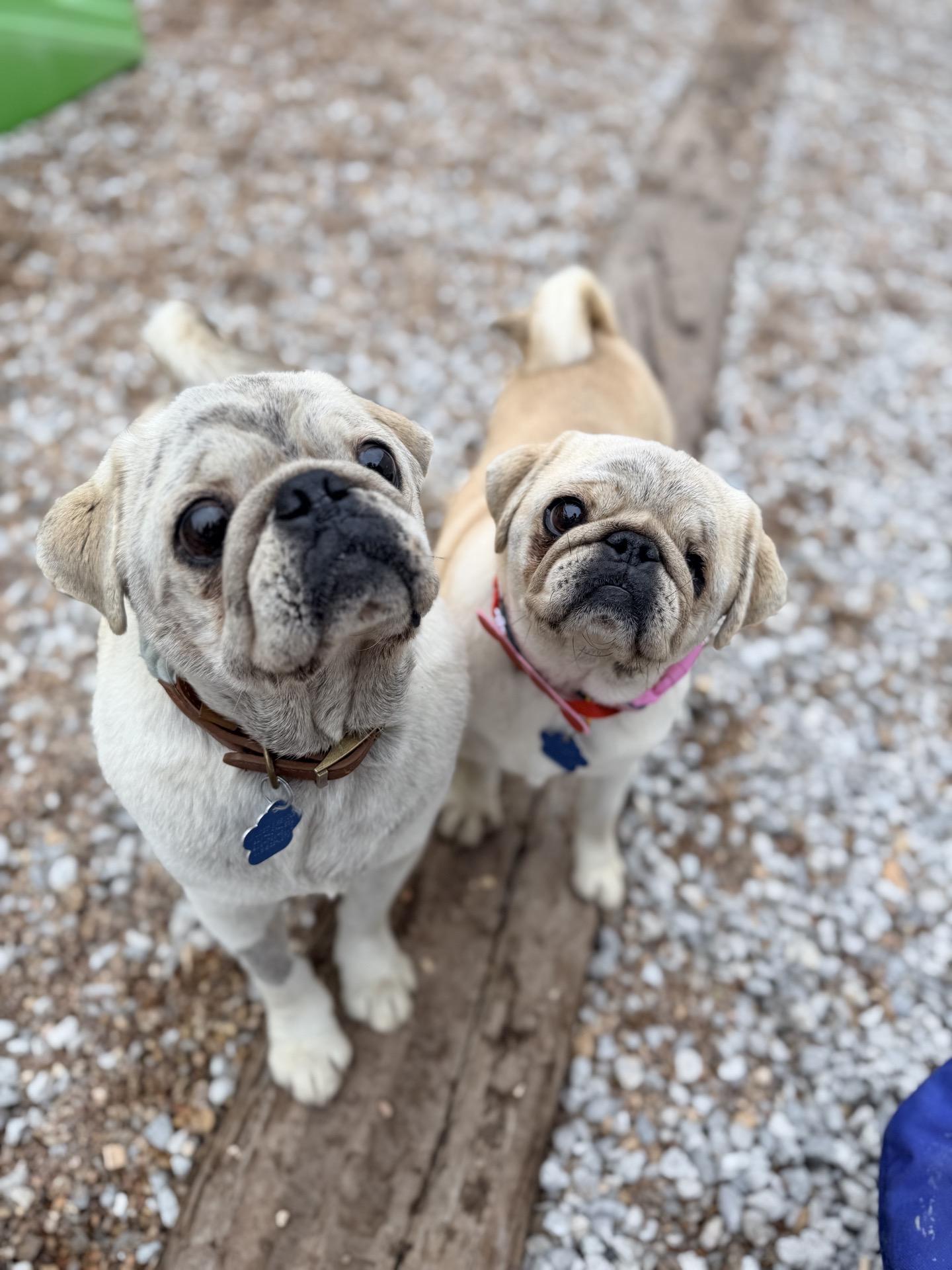 Polar Bear, Adoptable, Senior Male Pug.