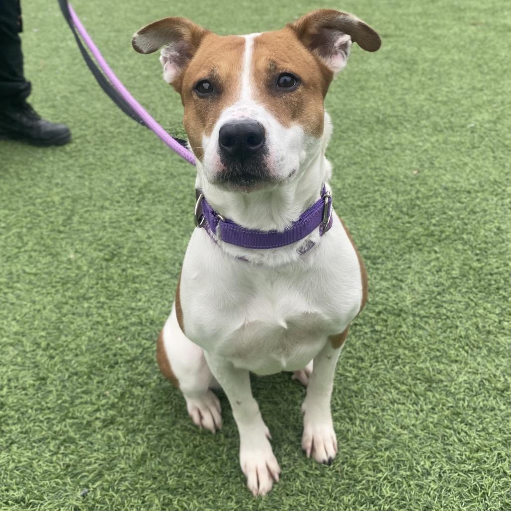 Enlarge Flora, a Adoptable Mixed Breed in Batavia, OH image 1/5