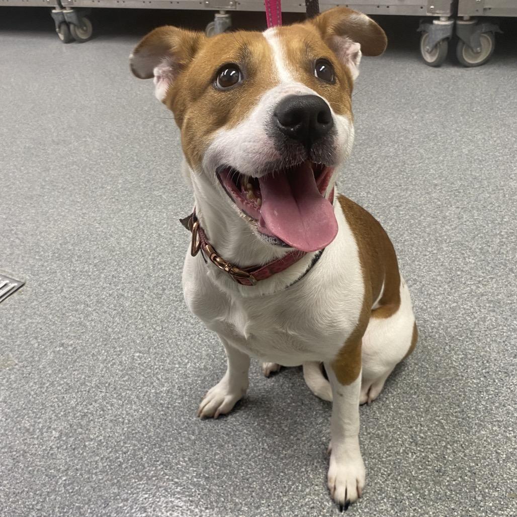 Flora, Adoptable, Senior Female Mixed Breed.