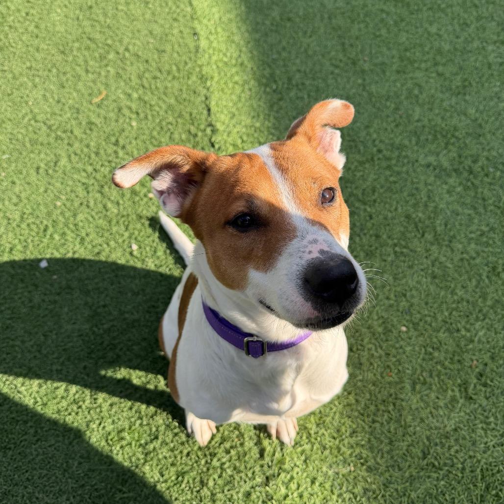 Enlarge Flora, a Adoptable Mixed Breed in Batavia, OH image 4/5