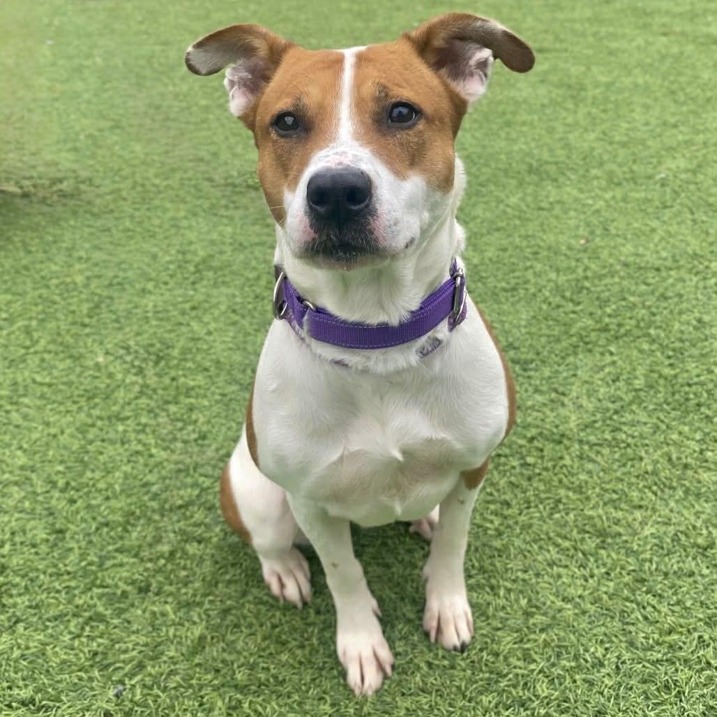 Enlarge Flora, a Adoptable Mixed Breed in Batavia, OH image 5/5