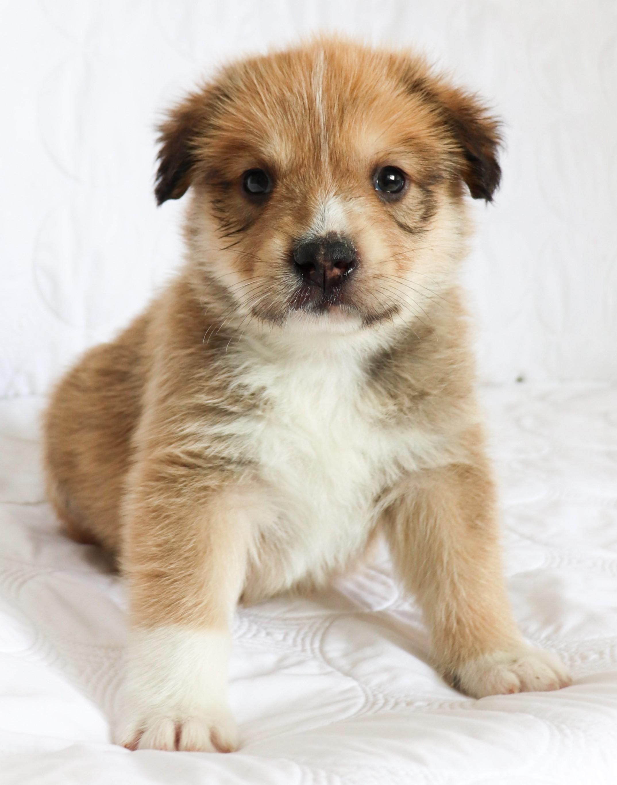 Enlarge Lon (Chaney), an adoption pending mixed breed in Saint Paul, MN image 5/6