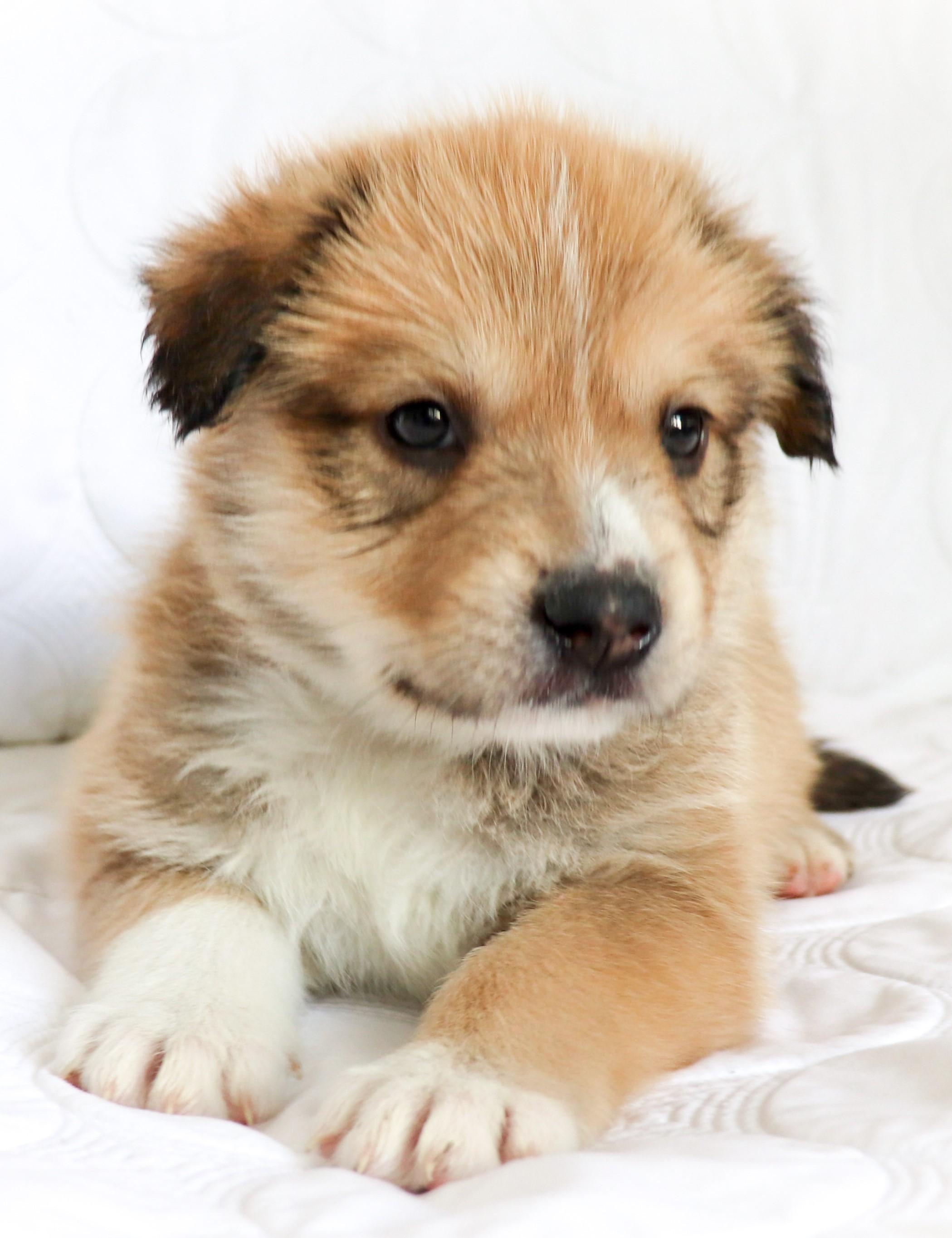 Lon (Chaney), adoptable, Puppy Male German Shepherd Dog & Siberian Husky.