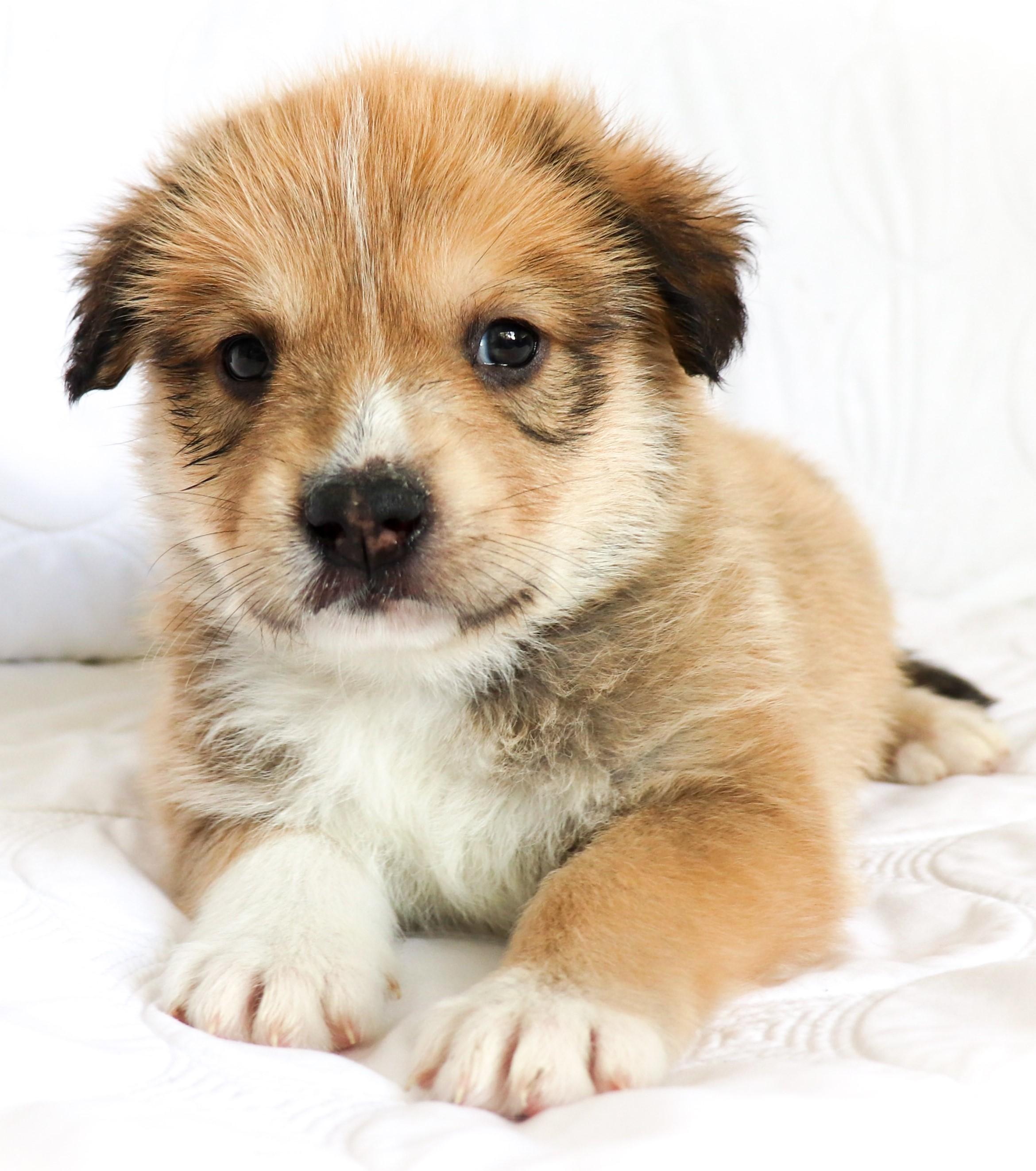 Enlarge Lon (Chaney), an adoption pending mixed breed in Saint Paul, MN image 2/6