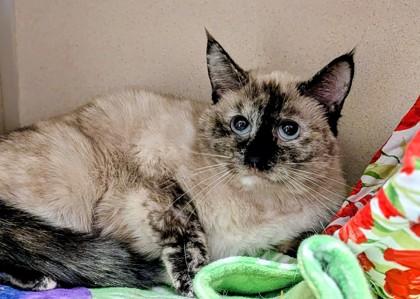 Geneva, a Adoptable mixed breed in Divide, CO image 2/2