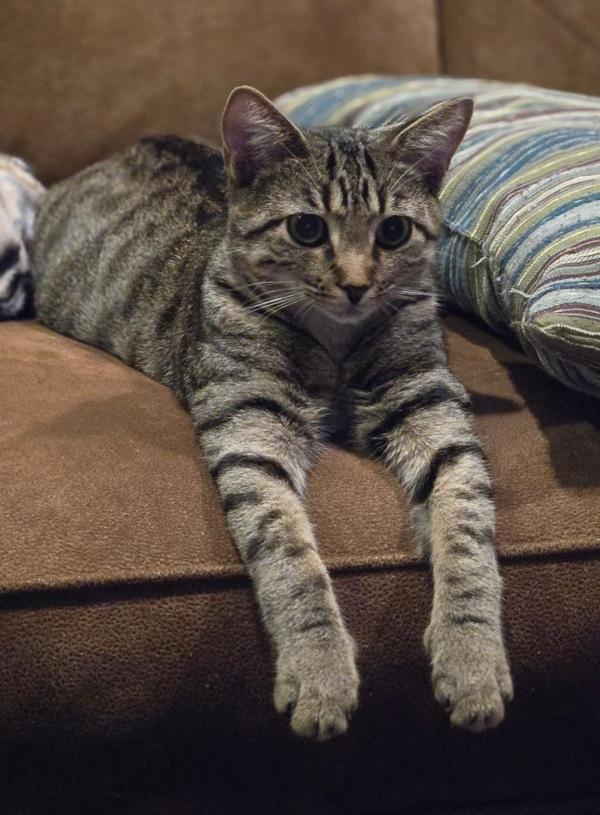 THORLO, a ADOPTABLE Domestic Short Hair in Pegram, TN image 1/6