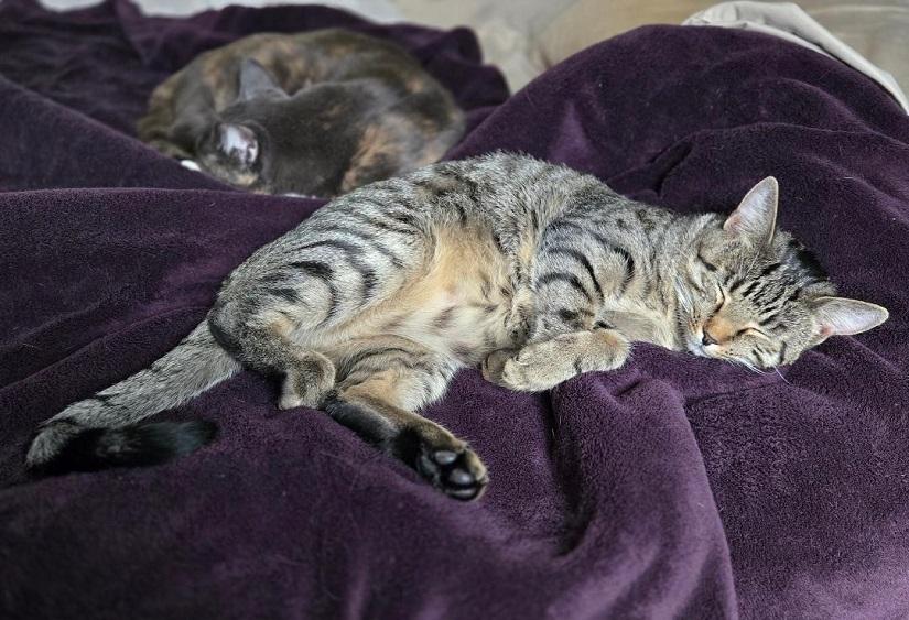 THORLO, a ADOPTABLE Domestic Short Hair in Pegram, TN image 3/6