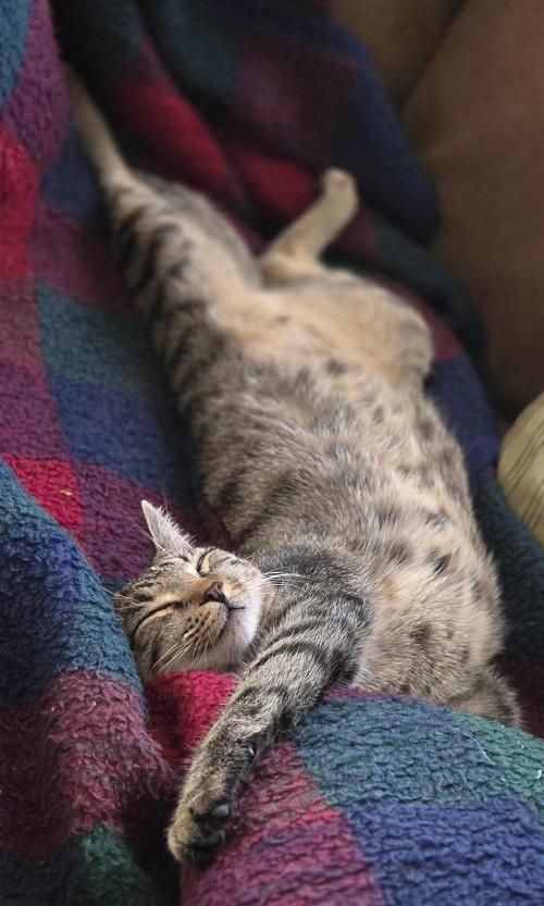 THORLO, a ADOPTABLE Domestic Short Hair in Pegram, TN image 4/6