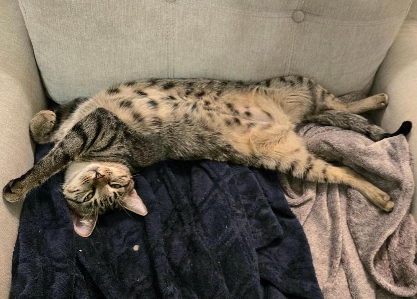 THORLO, a ADOPTABLE Domestic Short Hair in Pegram, TN image 6/6