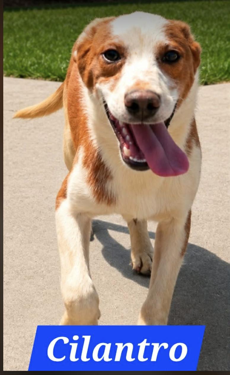 Cilantro - Foster Needed - photo 1
