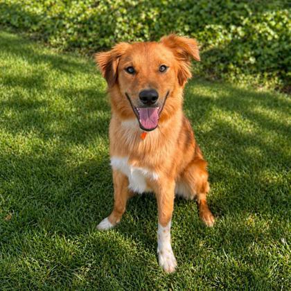 Enlarge Toast, a Adoptable mixed breed in Merriam, KS image 2/2