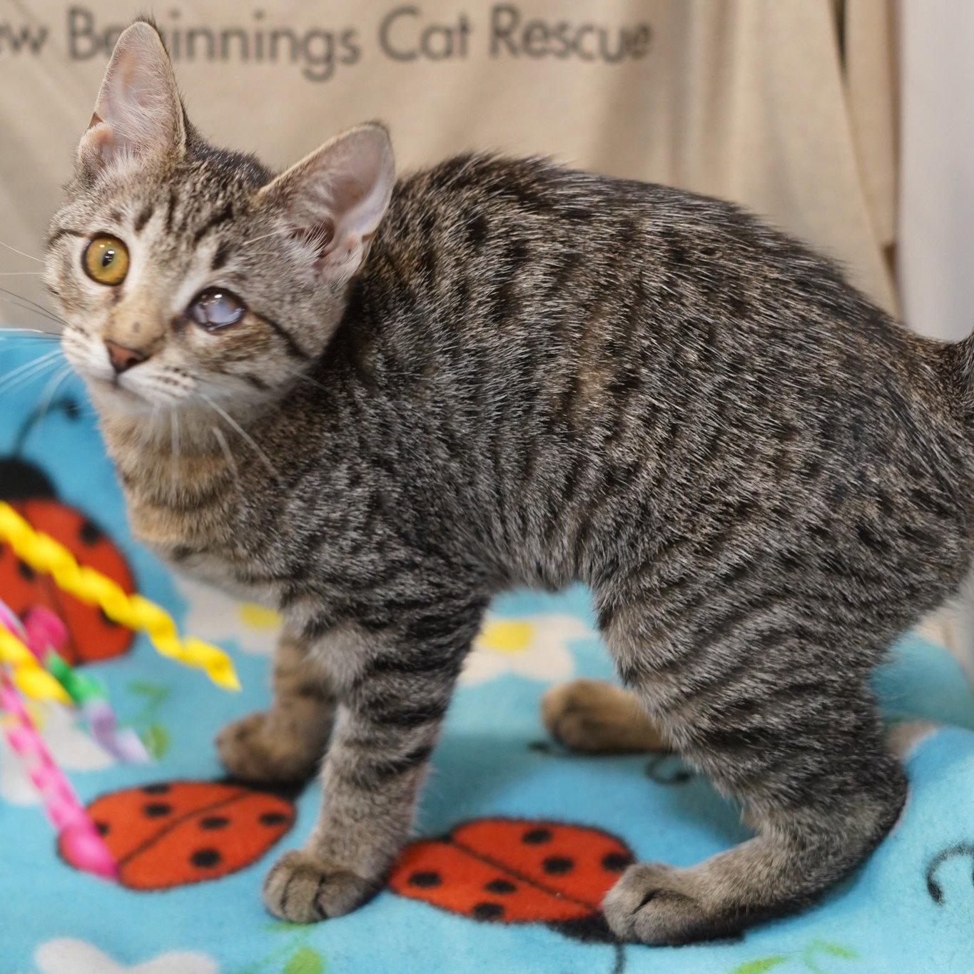 Anna, a Adoptable mixed breed in Garland, TX image 1/3