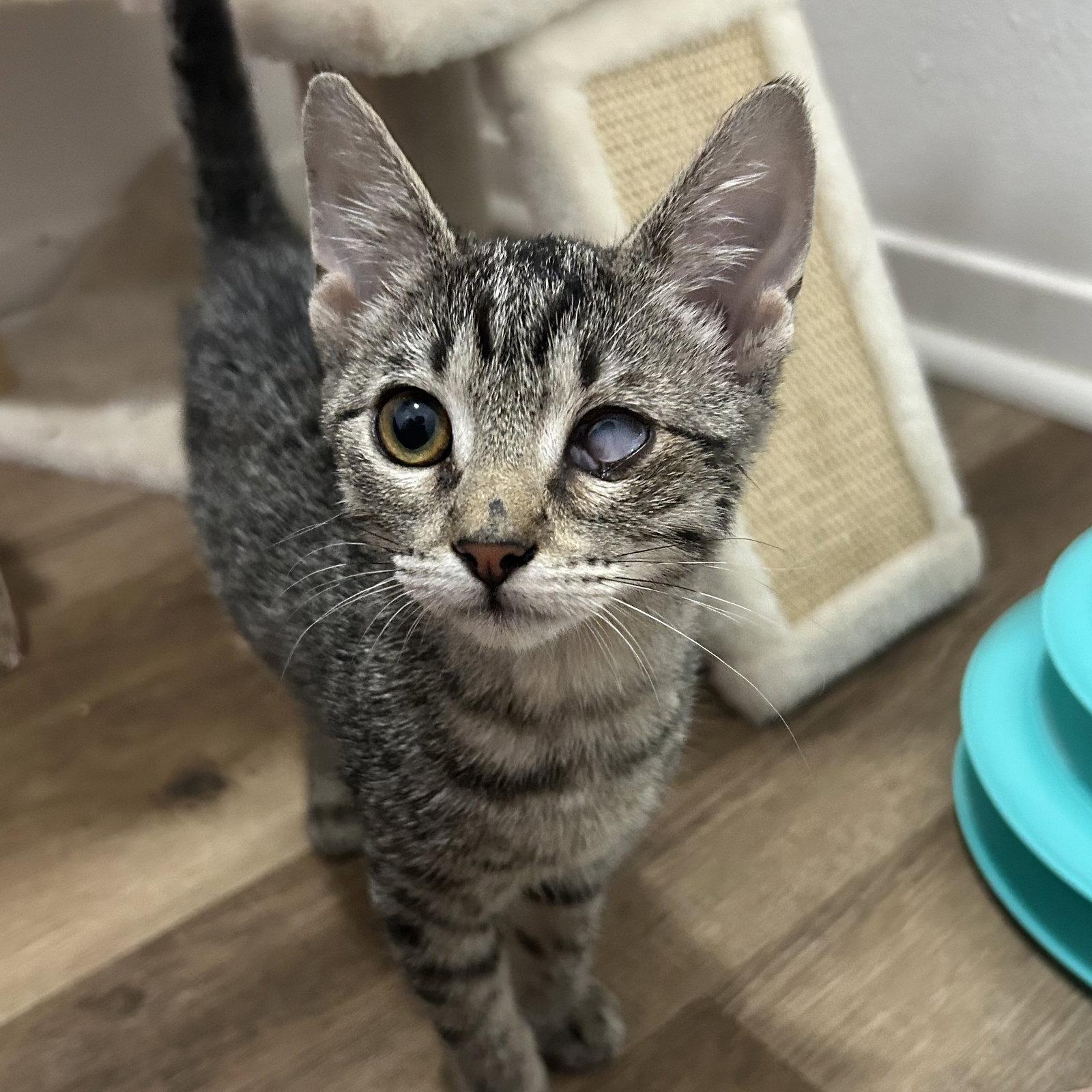 Anna, a Adoptable mixed breed in Garland, TX image 2/3