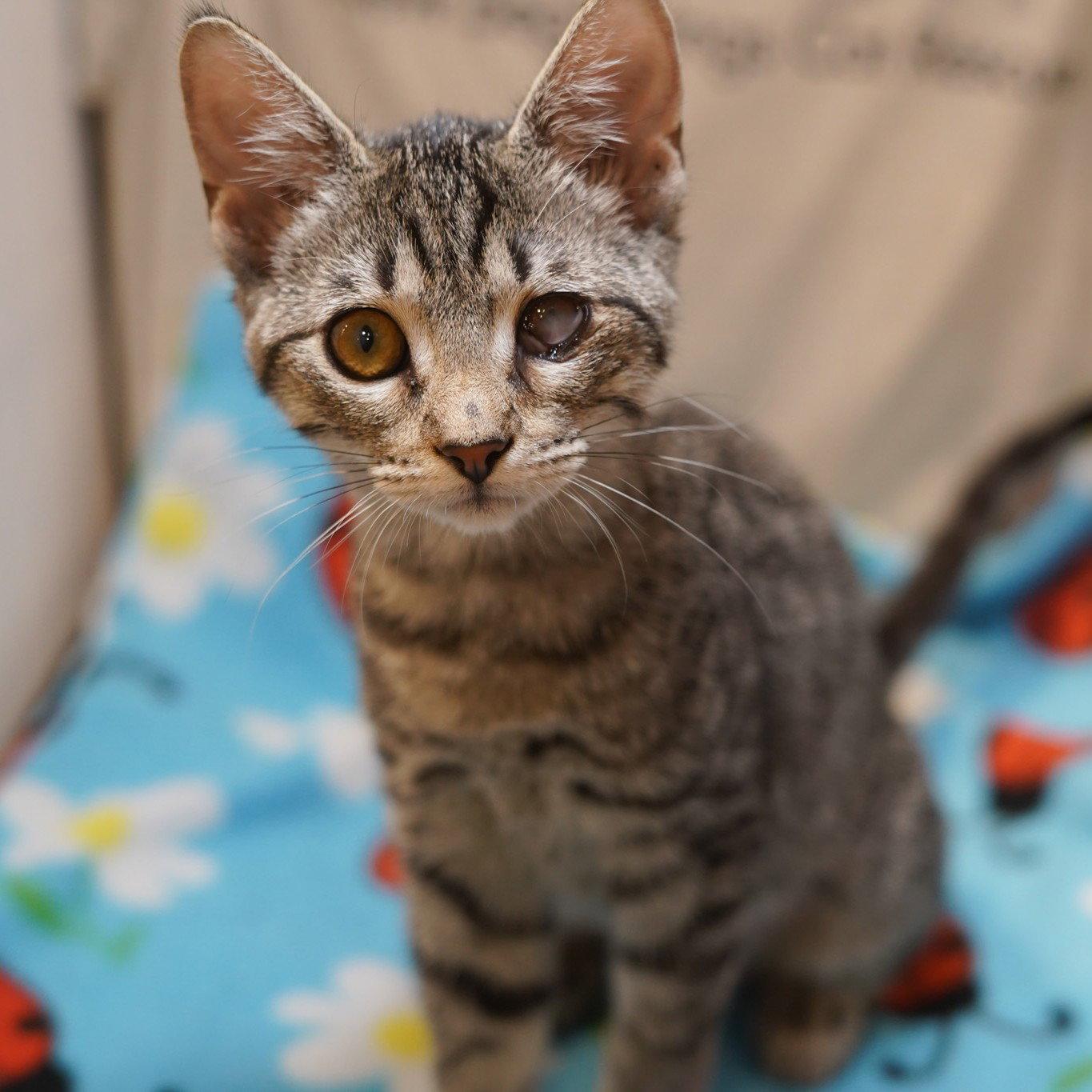 Anna, a Adoptable mixed breed in Garland, TX image 3/3