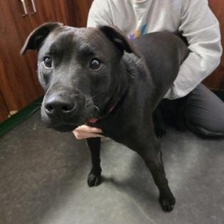 Enlarge Puma, an adopted mixed breed in Springfield, MO image 1/1