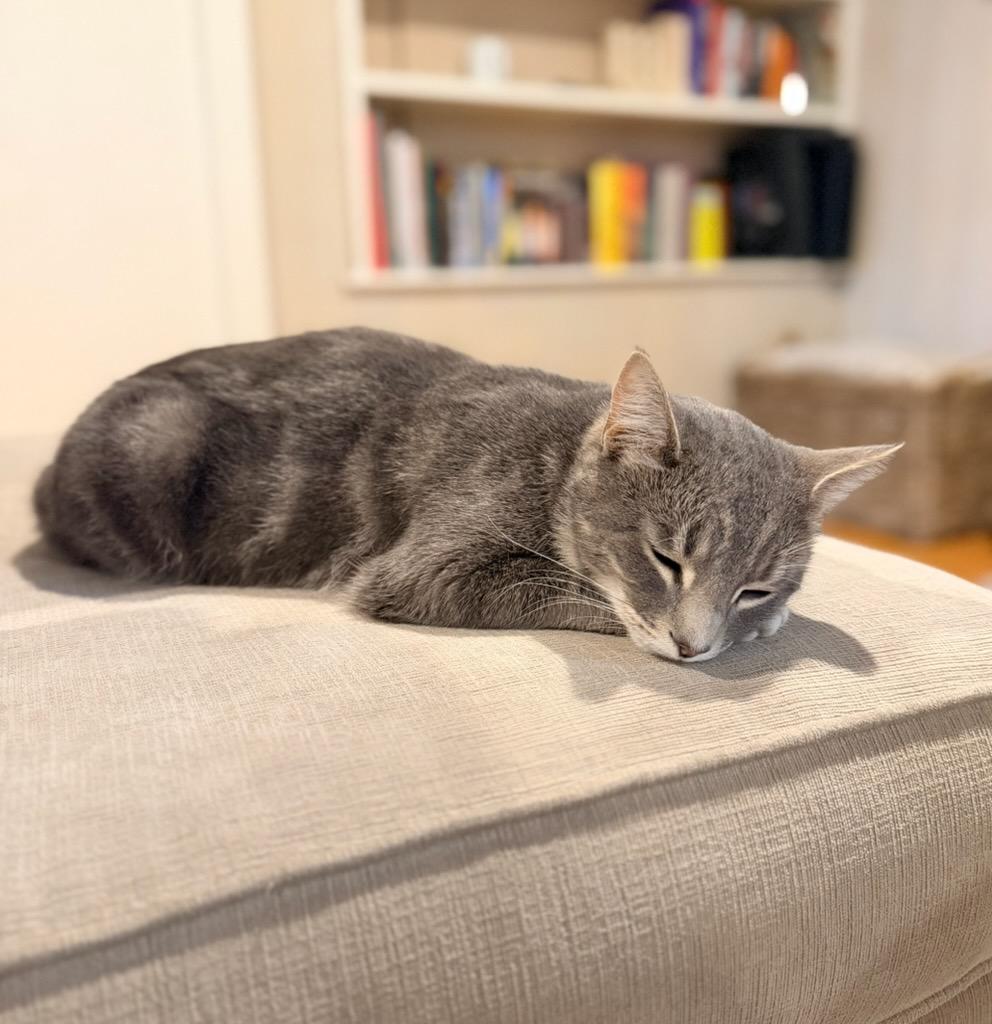 Enlarge Alex, an adopted mixed breed in North Billerica, MA image 2/5