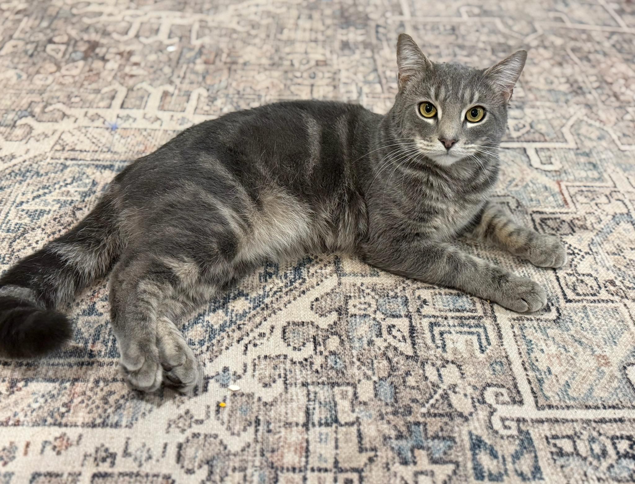 Alex, adopted, Young Male American Shorthair & Tabby.